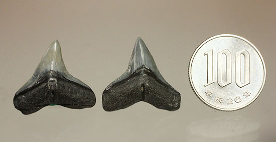 シュモクザメ属のサメの歯化石２個セット サメ 販売