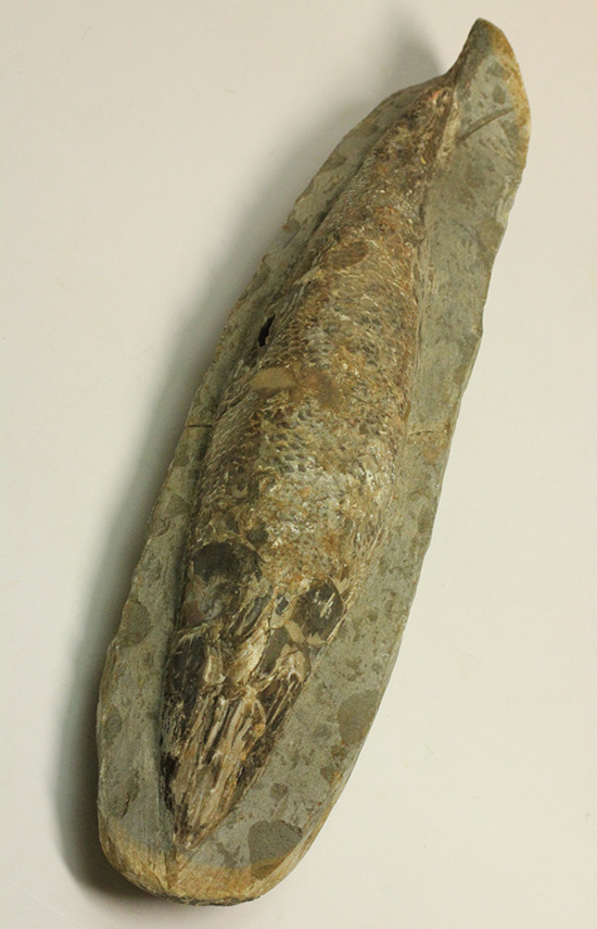 ◆ラコレピス ブラジル産 化石 古代魚