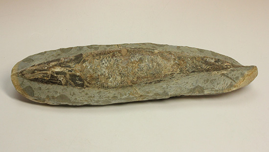 ◆ラコレピス ブラジル産 化石 古代魚