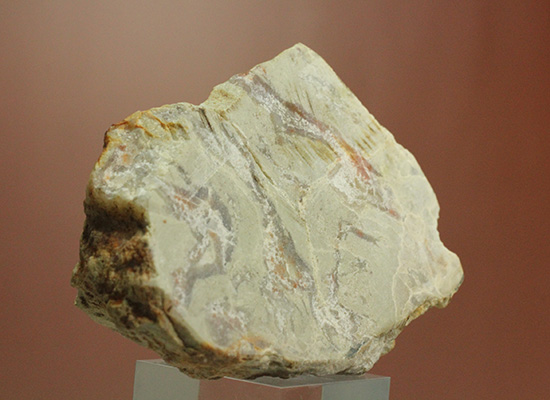 生痕化石　恐竜の糞化石コプロライト（Ａ）