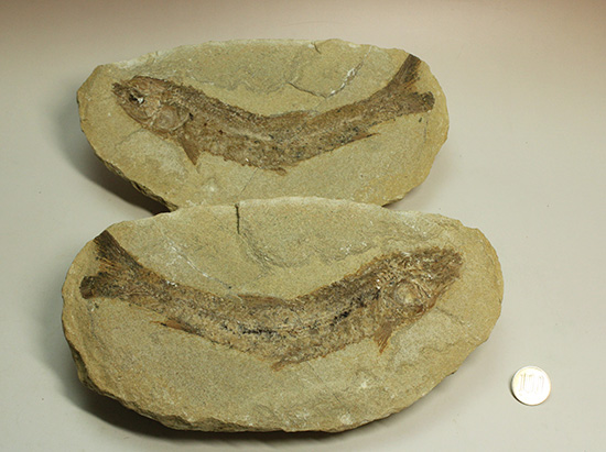 化石古代魚？　ブラジル産
