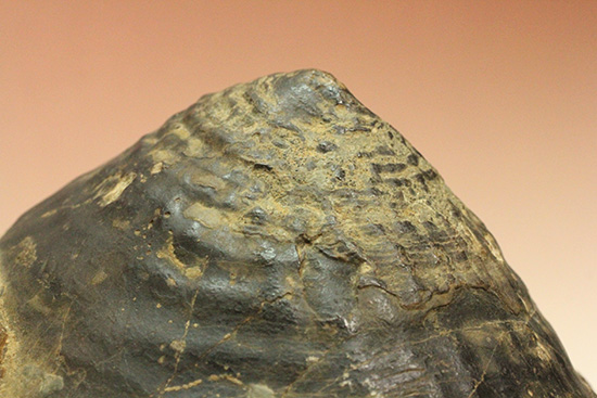 二本木認定コレクション！驚くべきサイズのギガントカプルス・ギガンテウス アンモナイト 販売化石販売の化石セブン　ティラノサウルスの歯化石はこちら