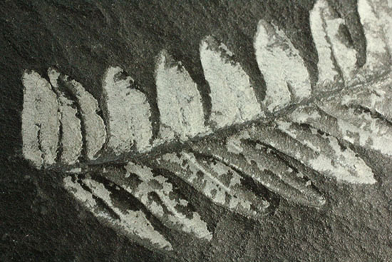 表裏、別種のシダ植物化石が楽しめる石炭紀プレート化石