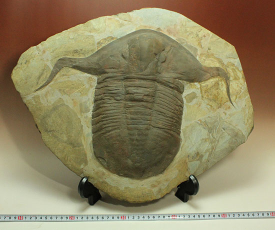 三葉虫・141g（中国産化石標本）