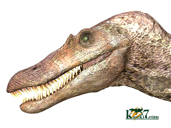 シュッとしたフォルムが特徴。鋭いスピノサウルスの歯化石(Spinosaurus)