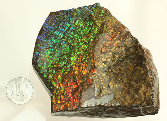 希少！七色に輝く、均一な竜のウロコ状のアンモライト(Ammolite