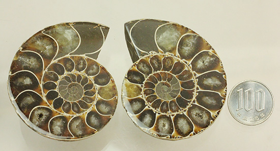 方解石化された中身が美しい、アンモナイトスライスペア化石(Ammonite) アンモナイト 販売