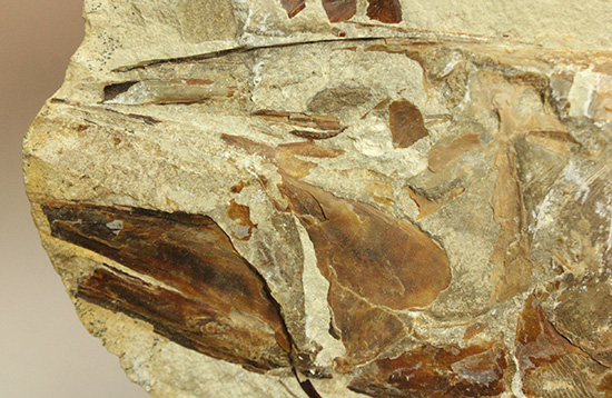 ギフト1億年前の化石の天板　引き取り限定 西洋