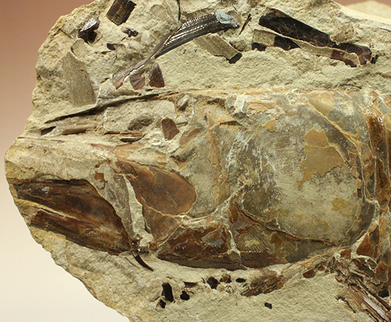 １億年以上前の絶滅古代魚ヴィンクティフェルの保存状態良好化石 