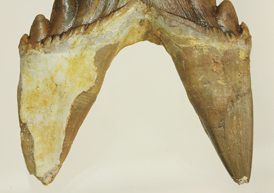 新生代の一時期、食物連鎖の頂点にあったバシロサウルスの下顎の奥歯の化石（Basilosaurus）