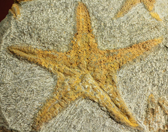 リストアのない貴重なクモヒトデのマルチプレート化石 見事な星形 化石 販売