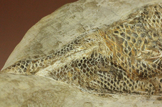 約一億年前のブラジル産魚の化石、40cm - その他