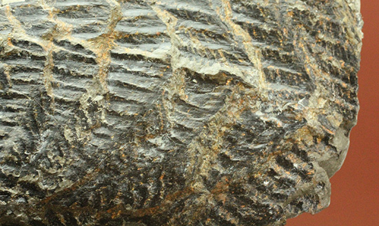 高知県産。白亜紀の良質シダ類化石、クラドフレビス