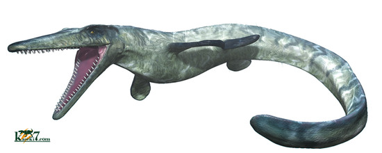 丸み、厚みを帯びた、エクセレントな色を保持したモササウルス歯化石(Mosasaurus)