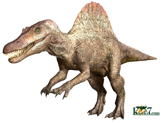 縦筋模様の特徴を良くとらえた 肉食恐竜スピノサウルスの歯化石 Spinosaurus 恐竜 販売