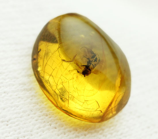 甲虫が見られます。約３０００万年前の虫入り琥珀、ドミニカ産(Amber)