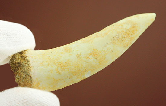 白亜紀後期の古代魚エンコダスの歯化石。記憶に残る顔面は必見。