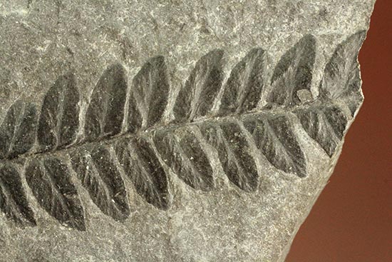 保存状態抜群！形がクッキリと残ったシダ植物の葉の化石。