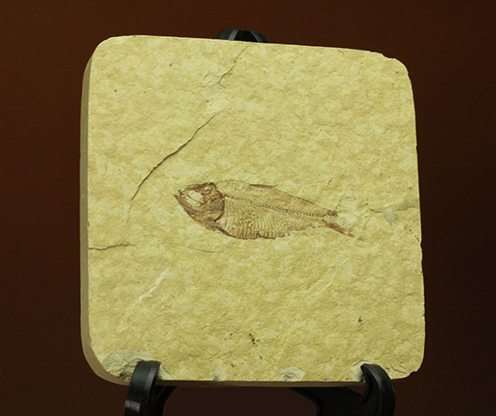 骨格が見事に保存された、アメリカワイオミング州産、ニシン科の魚化石 