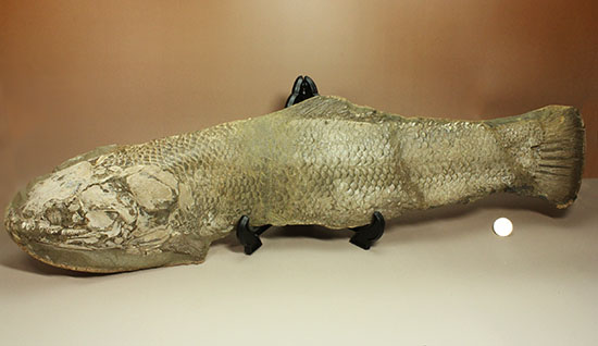 大変希少！歯列が保存される古代魚アミアの全身化石。専用ケース付き