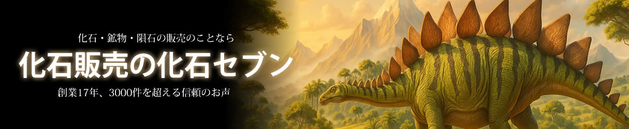 化石販売の化石セブン