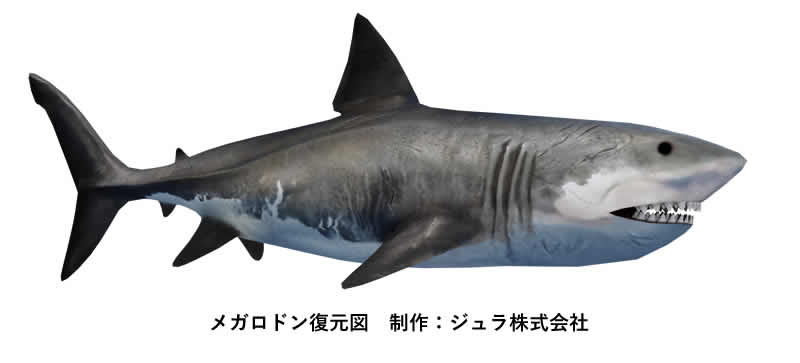 メガロドンの復元図 制作:ジュラ株式会社 藤田 大