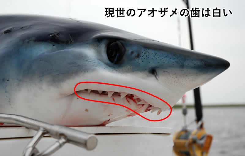 現世のアオザメの真っ白な歯