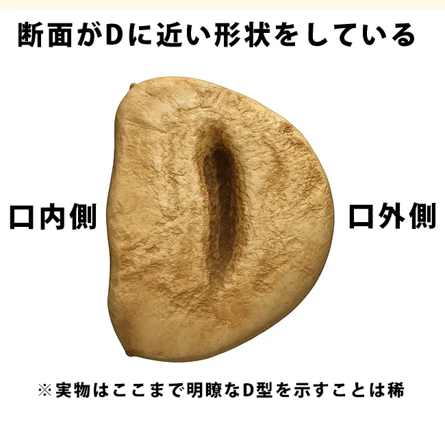 根本から見ると、Dの字になっている